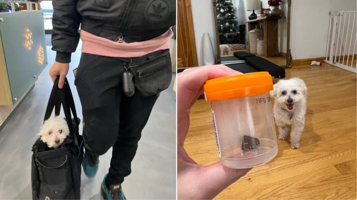California Dog’s Persistent Cough Leads To $6,000 Surprise At Vet