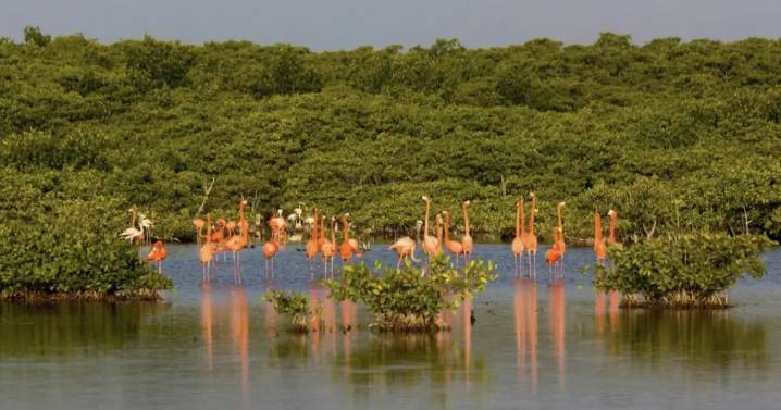 Van proyectos en acción climática