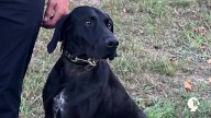Missing K9 Soka found safe in Northern Michigan