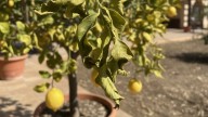 Qué significa que se enrollen las hojas del limonero: “Necesita ayuda”, según una experta