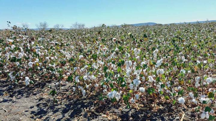 Kapas Kisan app rule leaves Medak cotton farmers in distress