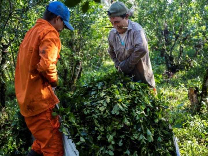 Los yerbateros siguen con números en rojo