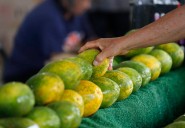 Kokua Line: Will SNAP be paid if shutdown persists?