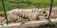 Tigre de bengala se escapa de Zoológico de Xicotepec, Puebla: Profepa pide extremar precauciones y no lastimarlo