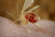 Suman 32 los casos de leishmaniasis cutánea humana en Salta: el 72% se concentra en Orán