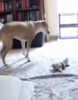 Dueña revisa la cámara y descubre a su perrita paralizada “practicando caminar