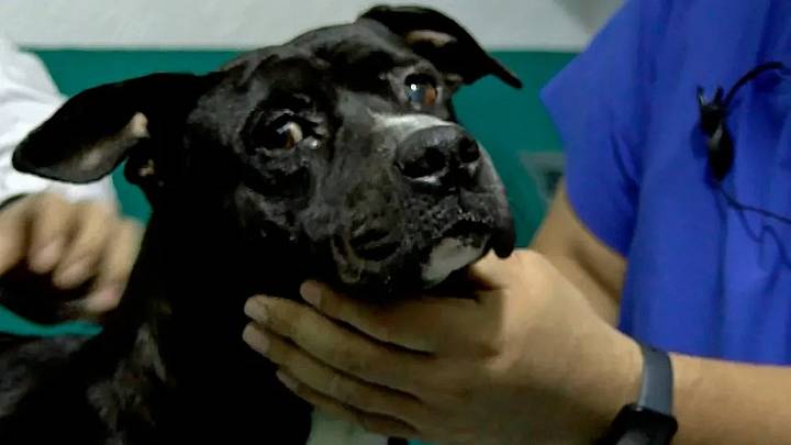 Justicia para ‘Negrito’: Vinculan a proceso a 3 personas por brutal ataque a perrito en Tonalá. Esto pagarán de multa
