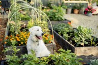 Finding plants for your garden that are safe for dogs and cats