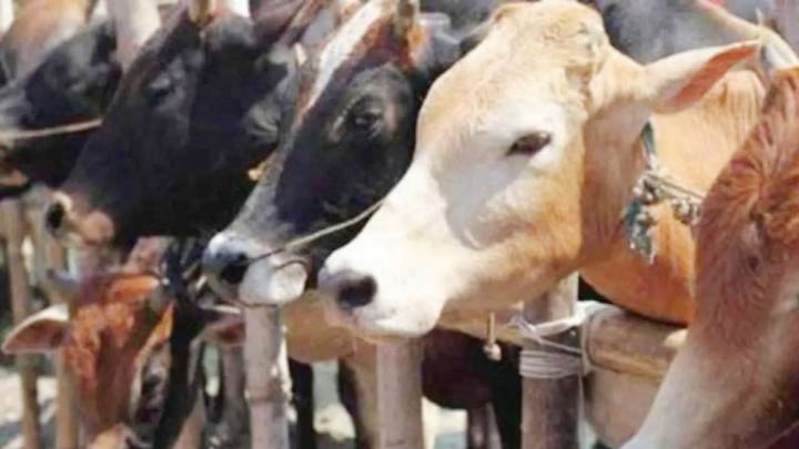 Mumbai: Jains Donate ₹1.38 Crore To 141 Flood-Hit Gaushalas Across Maharashtra