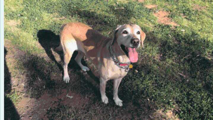 93-year-old West Hills man seeks public's help in finding missing dog