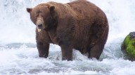 Injured bear crowned champion of 2025's Fat Bear Week