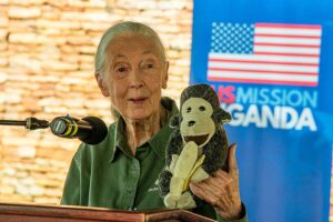Conservationist Jane Goodall, whose work revolutionized the study of primates, has died