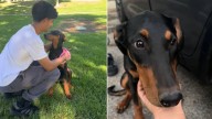 Lonely Dog Leaps At Couple's Car Window In California, They Realize It's Their Dream Pup