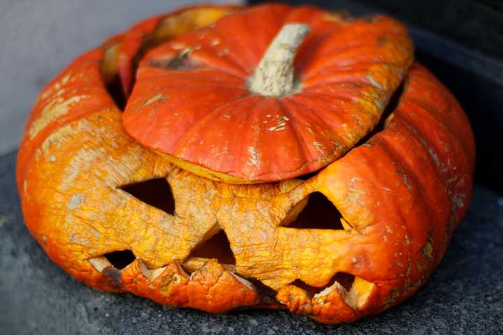 When good pumpkins go bad: How to dispose of your Halloween jack