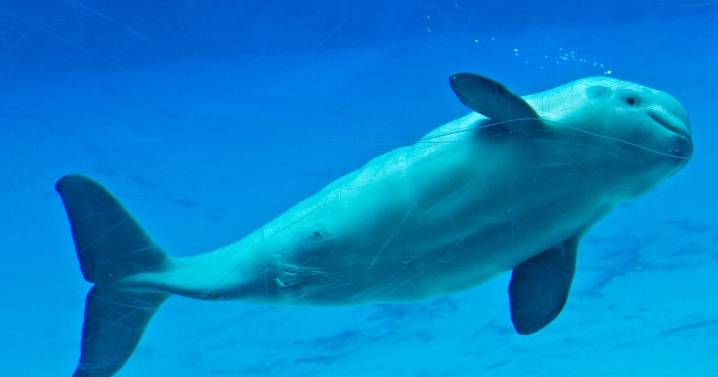 Marine Park Threatens to Euthanize 30 Whales if Canada Doesn’t Pay Up