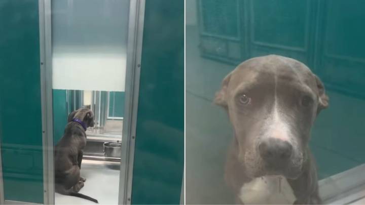 Pup Scheduled For Euthanasia In Oklahoma Shelter Has The Saddest Look, So A Kind Volunteer Tried To Help Him