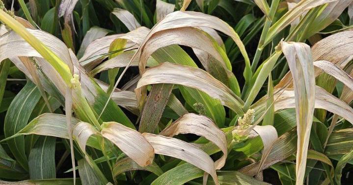 Summer Annual Forages Could Be Lethal After a Killing Frost