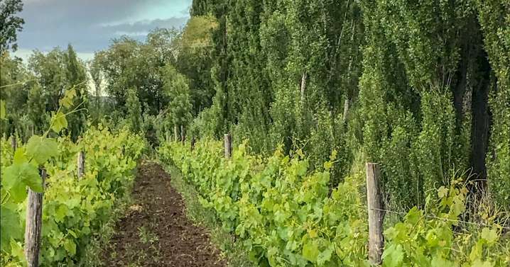 Bodega Miras: un terroir que late con Mainqué