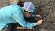 Un español reescribe la extinción de los dinosaurios: "no estaban en declive cuando llegó el meteorito"
