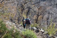 El entramado oculto bajo los bosques de lenga