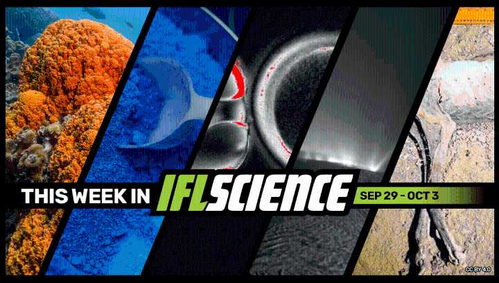 These Might Be The First Animals To Evolve On Planet Earth, Skin Cells Have Been Used To Create Fertilizable Eggs, And Much More This Week