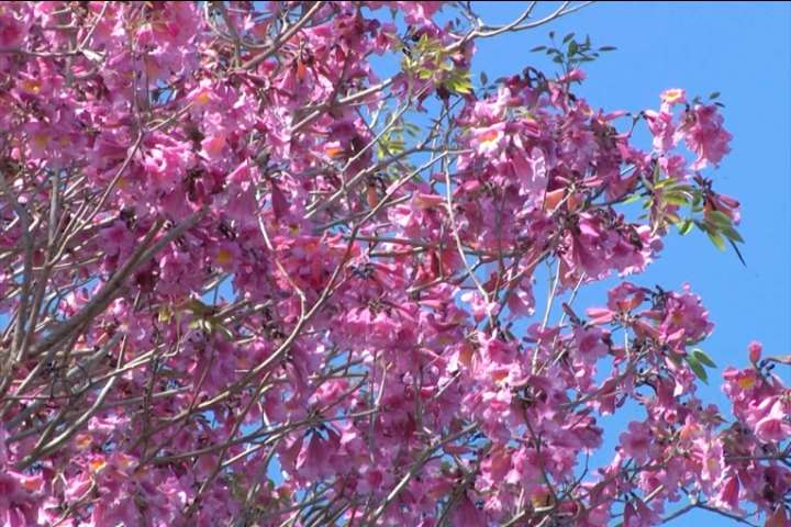 El Vivero Municipal de Paraná refuerza la producción de especies nativas para espacios verdes