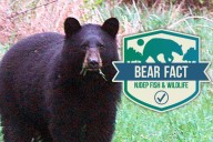 Hundreds of New Jersey bears killed in first week of 2025 hunt