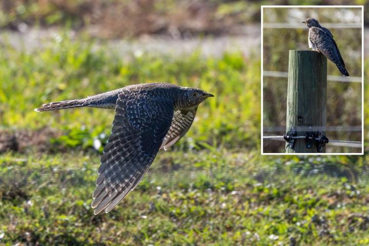 How a bird 'no one ever sees' drove tons to a LI golf course