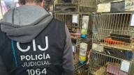 Maltrato animal en Balvanera: desmontan un criadero ilegal de erizos africanos