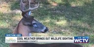 Something Good: Cool weather brings out wildlife sighting