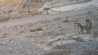 Tres cachorros de lince nacidos en Almería afianzan a Andalucía como referencia internacional en recuperación de la especie