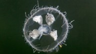 Freshwater Jellyfish Are Too Tiny to Sting Humans