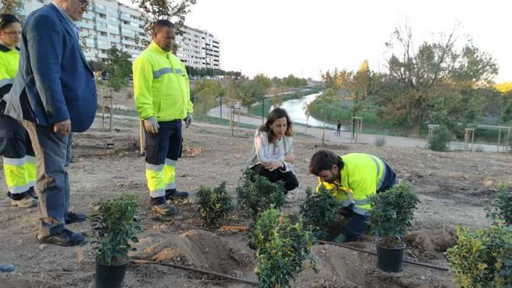 El barrio de Zaragoza donde se plantarán 370 nuevos árboles
