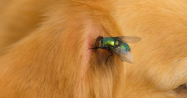 Alerta en Sonora: gusano barrenador ataca a mascotas en heridas abiertas; autoridades piden revisar a diario a perros y gatos