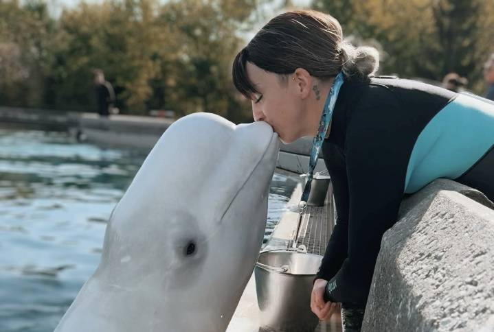 ‘We need to get them out’: Beluga trainer fired by Marineland speaks out