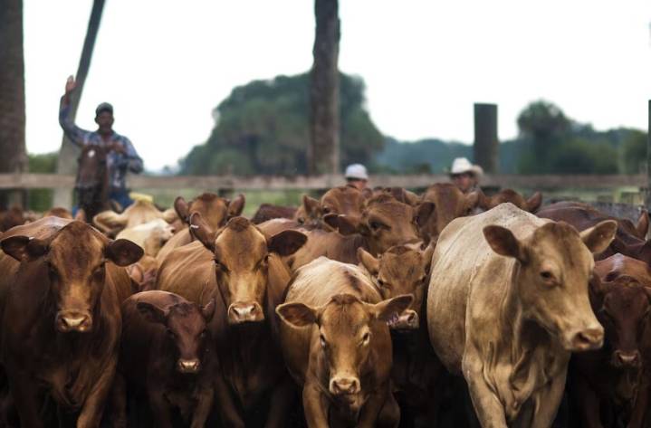 Texas pide a Trump abrir la frontera al ganado "ya"
