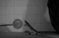 Luces, cámara, veneno: ¿Qué sucede cuando una serpiente ataca?