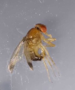 Spotted wing drosophila found in Franklin County