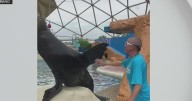 Former Miami Seaquarium employees voice concerns over transfer of animals