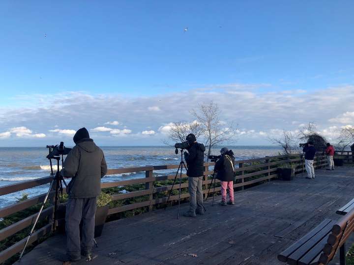 Cleveland bird tourism - could Burke airport land become a bird sanctuary?