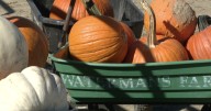 A fall tradition continues at Waterman's Family Farm on Indianapolis' south side