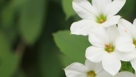 Ni bambú ni orquídea: las 5 plantas que ayudan a reducir el estrés y mejorar el ánimo