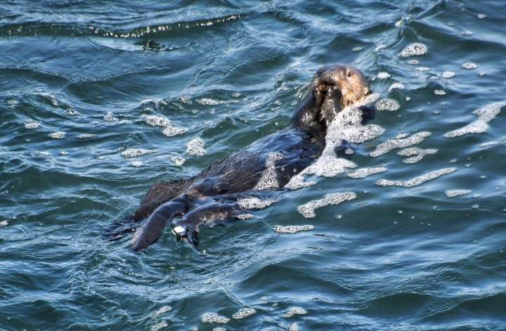 Otter steals surfboard in Santa Cruz. No, not that otter.