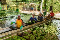 Asbama advierte que tensiones con Estados Unidos amenazan el empleo rural del Caribe
