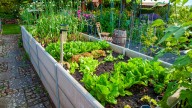 15 Vegetables You Can Still Plant In October For A Fall Harvest