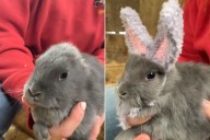 Rabbit Born Without Ears Dons a Crocheted Pair to Blend in with Family