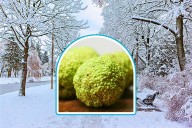 Forget Woolly Worms and Find Kentucky Hedge Apples Which May Predict Winter Weather