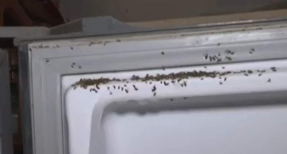 VES: plaga de mosquitos invade hogares y vecinos exigen respuesta inmediata de las autoridades últimas