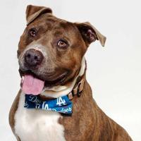 CAPA Pet of the Week: Dodger