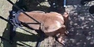 Michigan State Police troopers free deer stuck in Jackson Co. fence